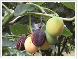 Jatropha