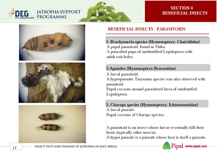 Beneficial Insects - Parasitoids