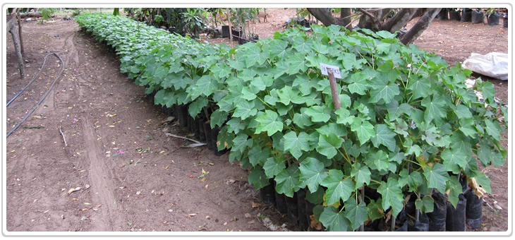 Jatropha Tree