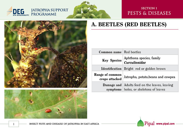 Beetles (Red Beetles)