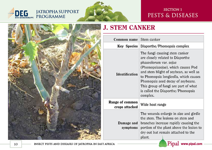 Stem Canker