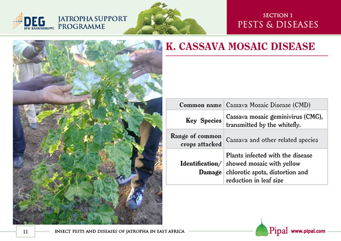 Cassava Mosaic Disease