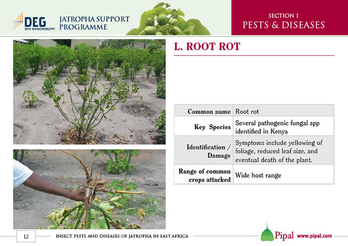 Root Rot