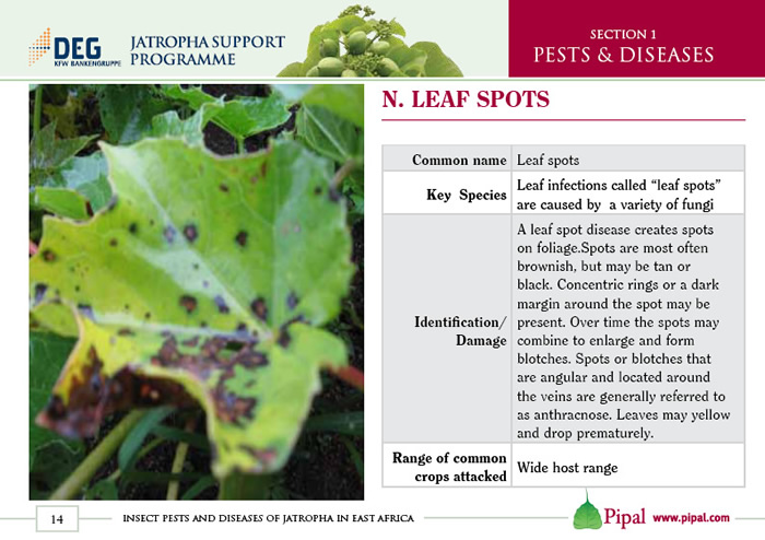 Leaf Spots