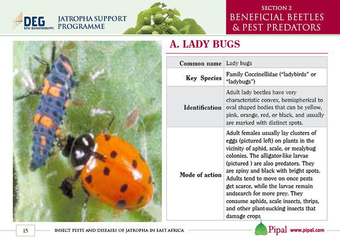 Lady Bugs