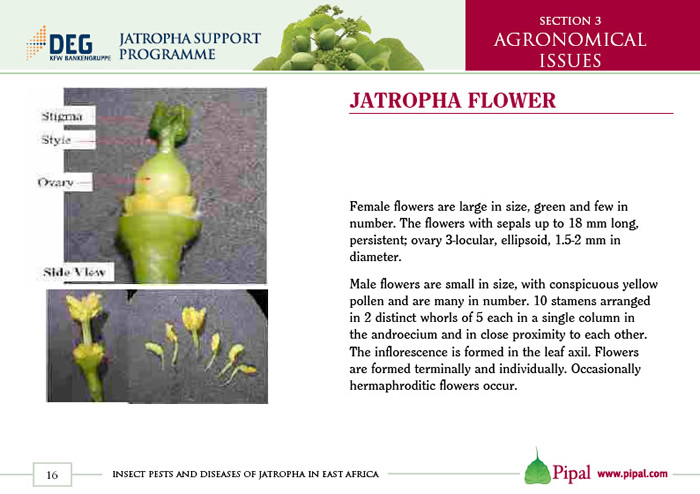 Jatropha Flower