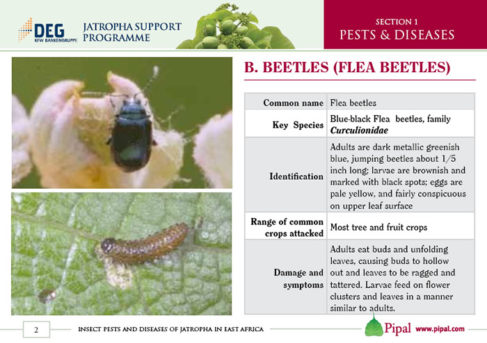 Beetles (Flea Beetles)