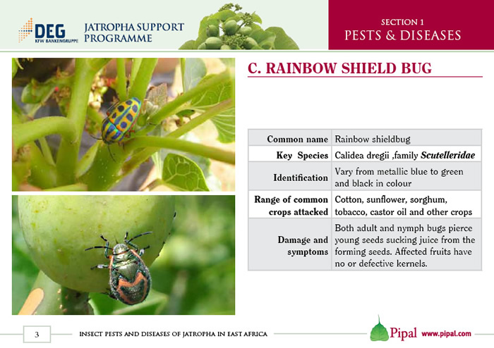 Rainbow Shield Bug
