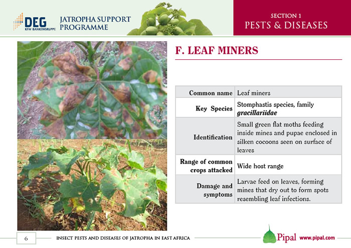 Leaf Miners