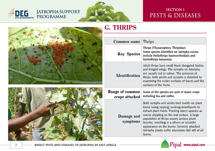 Thrips
