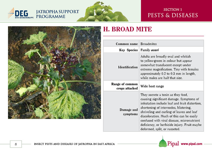 Broad Mite